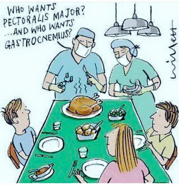Who wants pectoralis major and who wants gastrocnemius